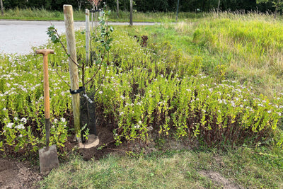 Door te investeren in de juiste hulpmiddelen zoals de Bio boomstambeschermer, boomband en jute mulchschijf, kun je ervoor zorgen dat je bomen een solide start krijgen