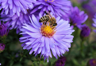 bloem met bij erop