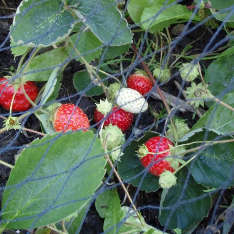 Aardbeiennet hobio