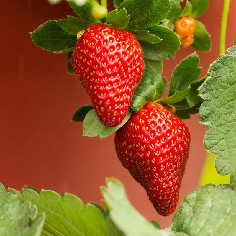 Aardbeiennet hobio