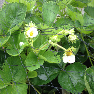 Aardbeiennet plus hobio