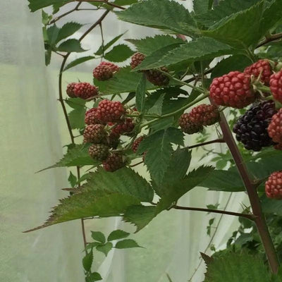 Suzuki-fruitvlieggaas Hobio