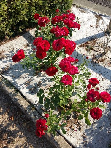 hennep mulchschijf tegel om rozen heen