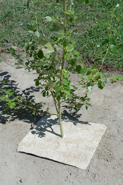 mulchschijf tegel om boompje