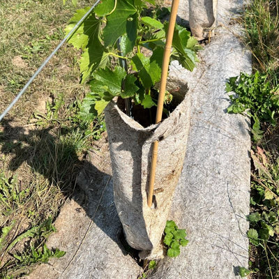 Hennep Boomstambeschermer | 12 mnd