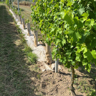 Hennep Boomstambeschermer | 12 mnd