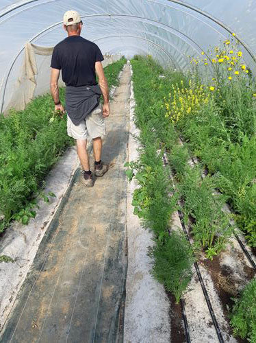 hennepgronddoek in een kas