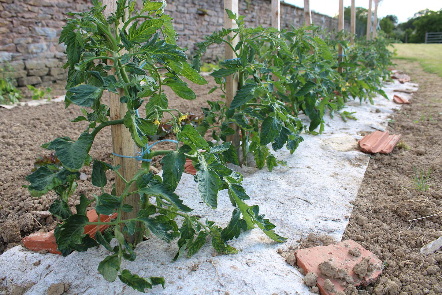 hennepgrond doek close-up bij planten