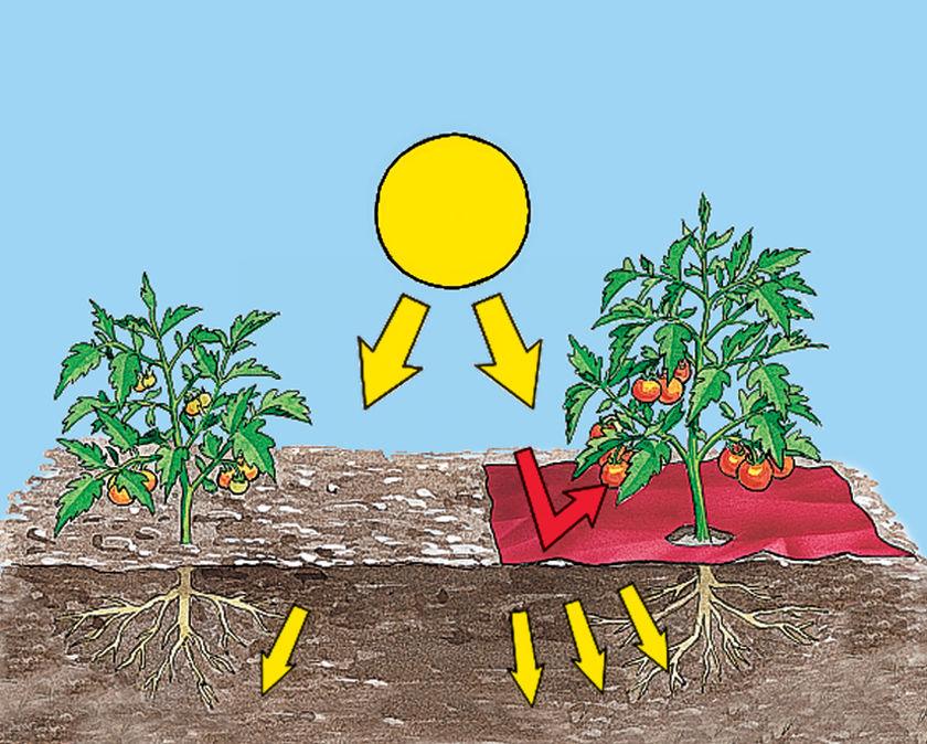 Kweekfolie Rood - aardbeien & tomaten hobio