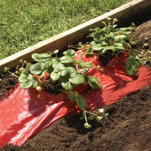 Kweekfolie Rood - aardbeien & tomaten hobio