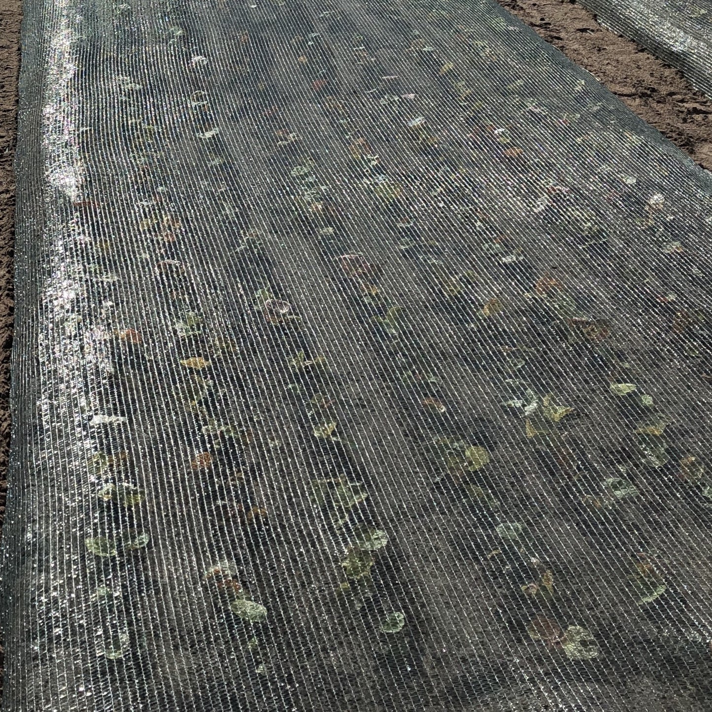 Schaduwnet groen