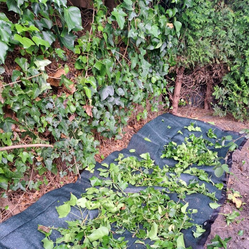 Snoeimat tuin Hobio
