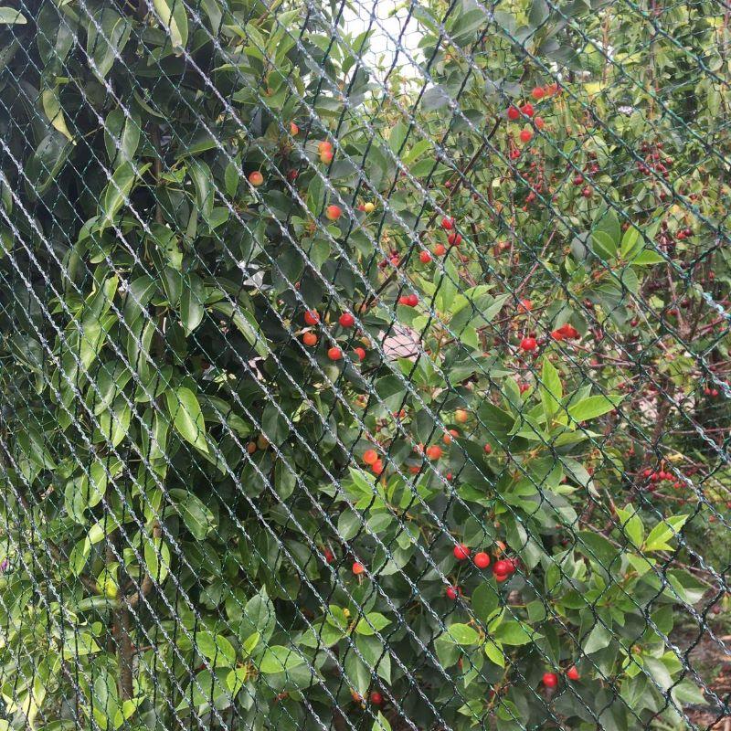 fruitboom met tuinnet