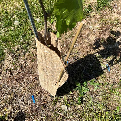 boomstambeschermer met bamboe stok erin