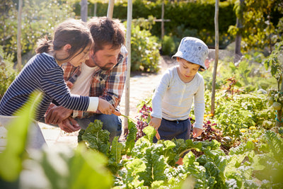 Jouw moestuin op een duurzame manier beschermen!