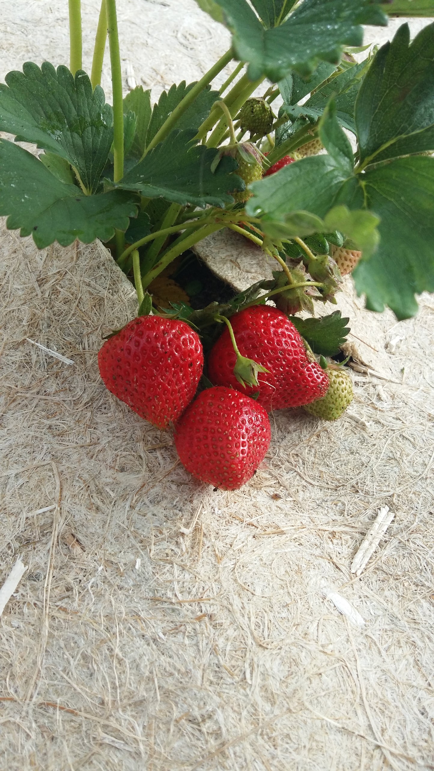 close-up van aardbeientros met een hennep gronddoek eronder