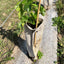 Hennep Boomstambeschermer | 12 mnd