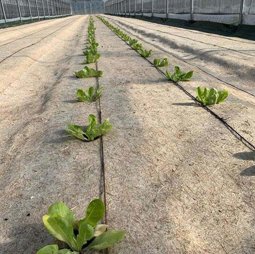 hennep gronddoek met jonge plantjes erdoorheen in een kas