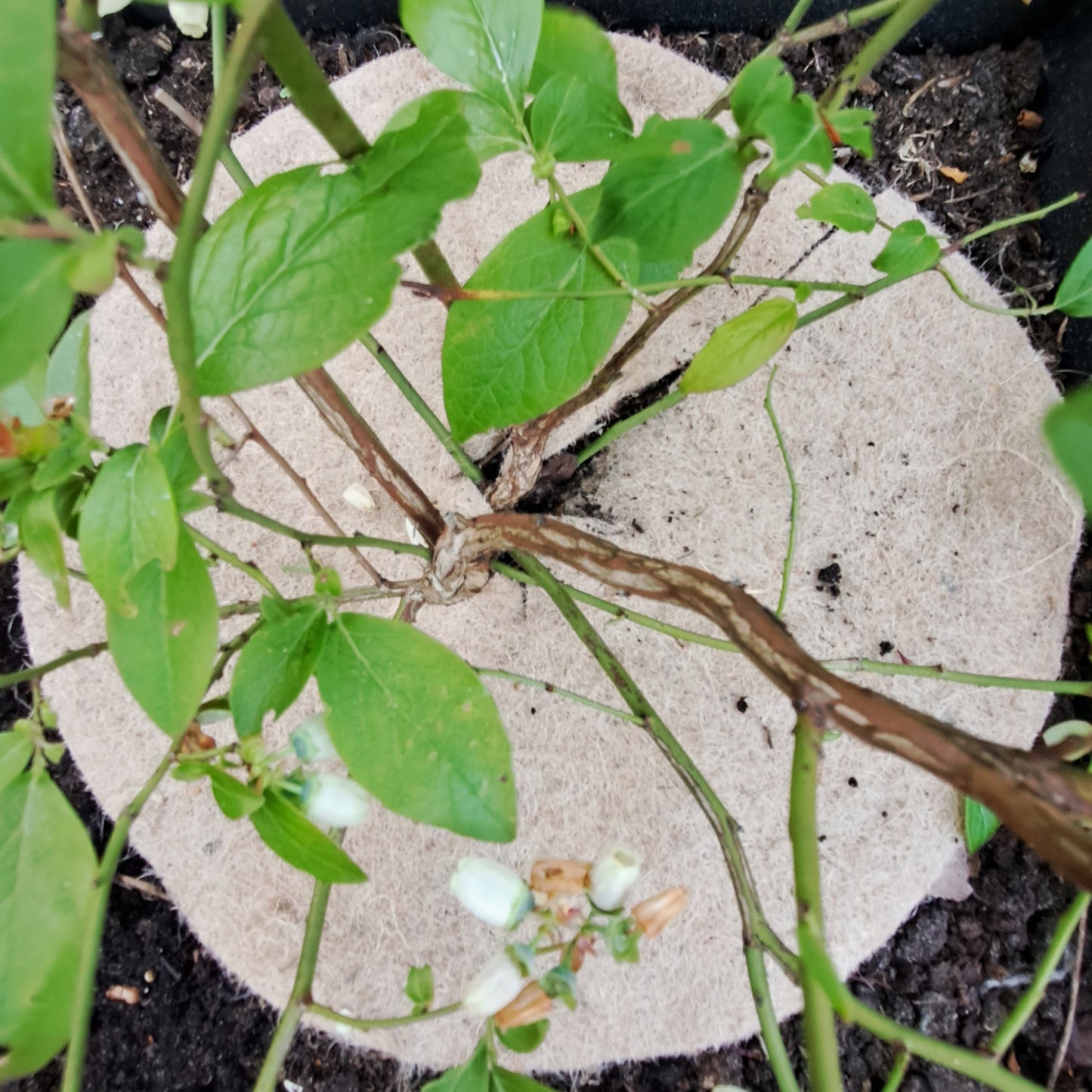 Jute mulchschijf boomgaard