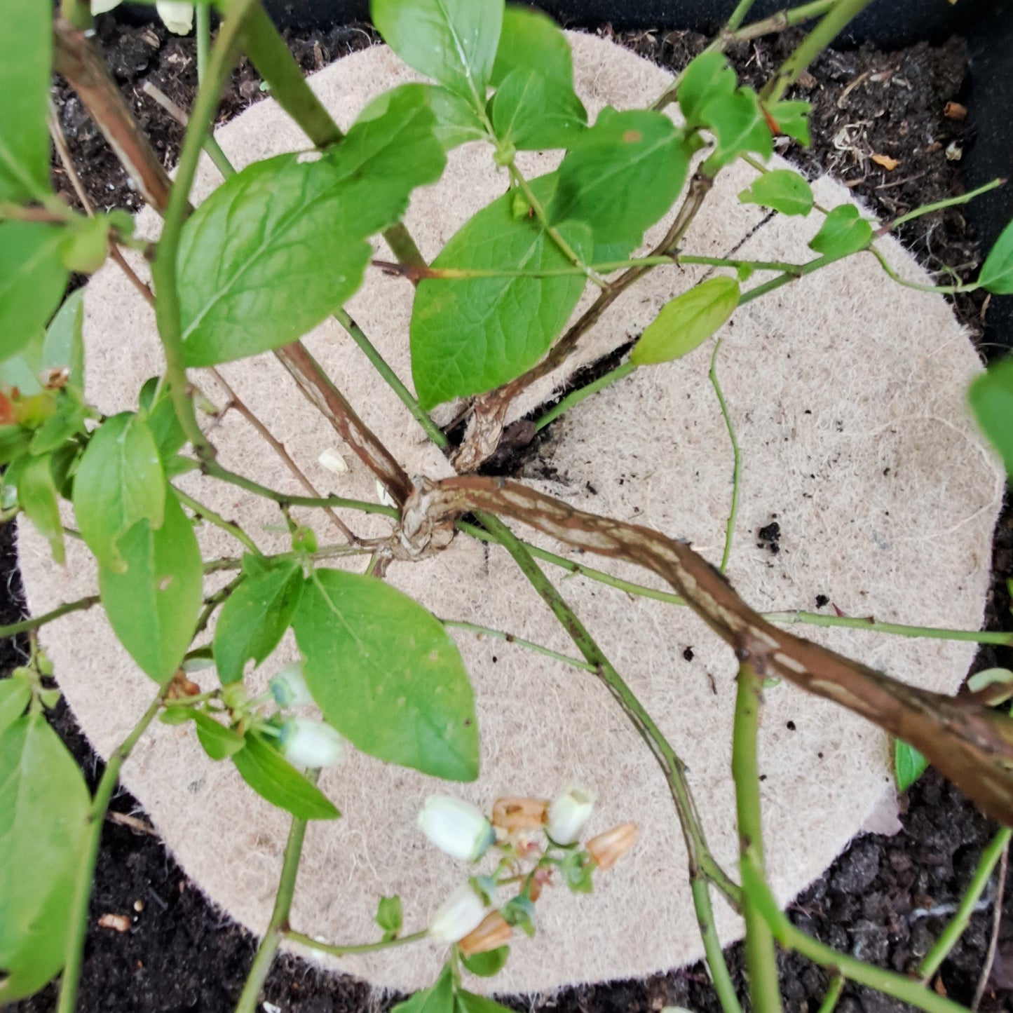 Jute mulchschijf siertuin