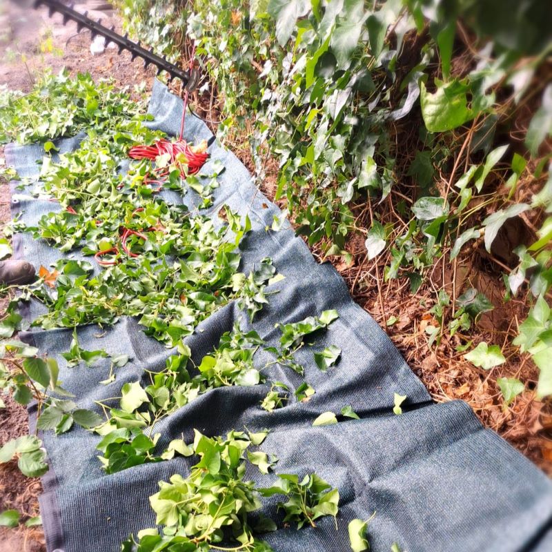 Snoeimat tuin Hobio