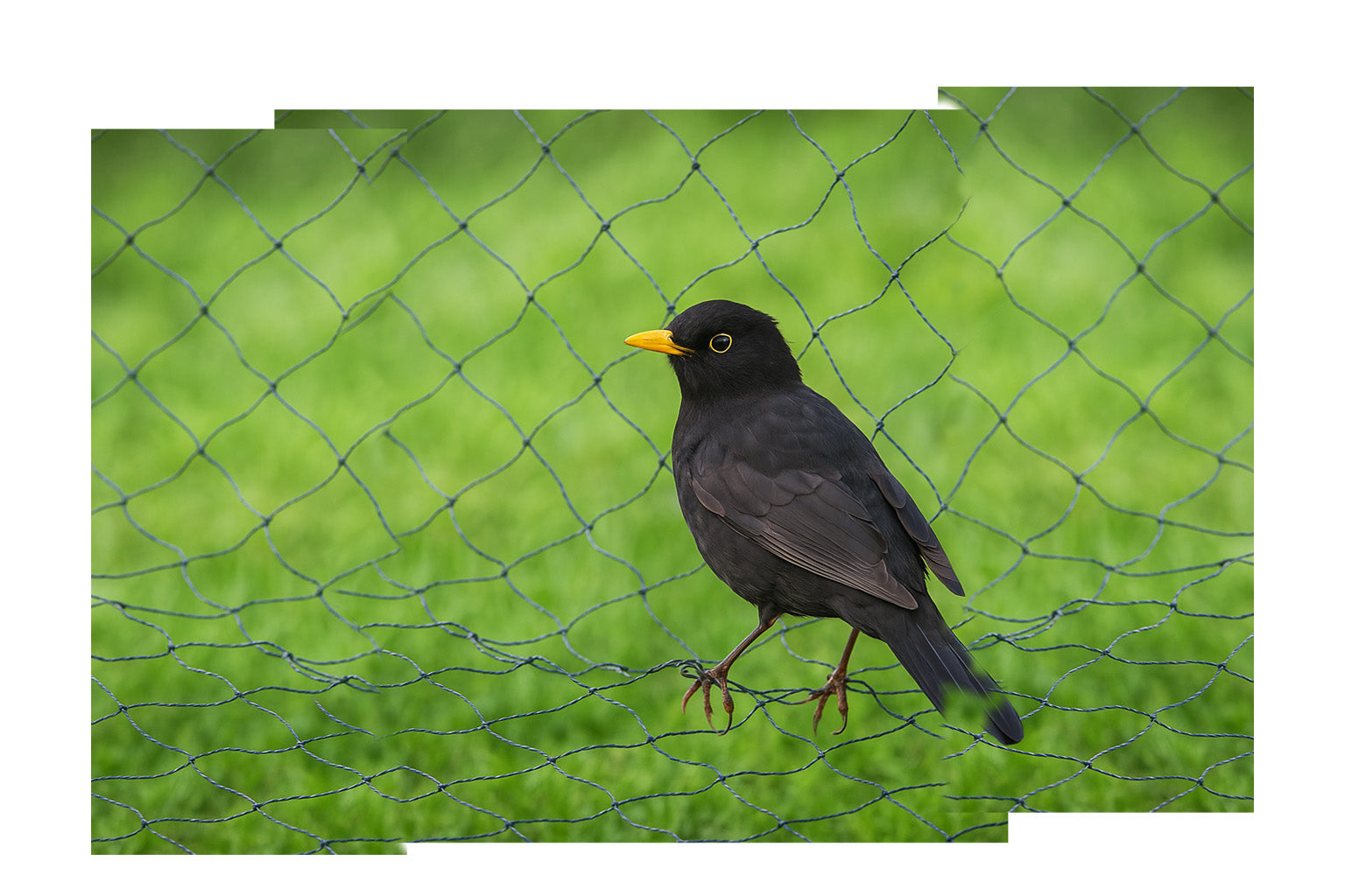 vogel dat op een net zit