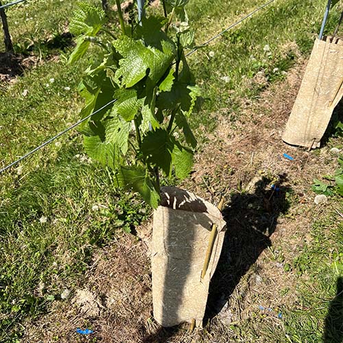 hennep boomstambeschermer met druivenboompje erin